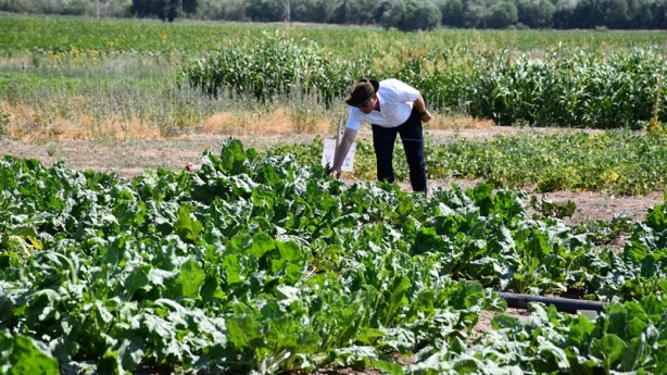 Foto - Yerli şeker pancarında müthiş gelişme! Dışa bağımlılığı azaltacak