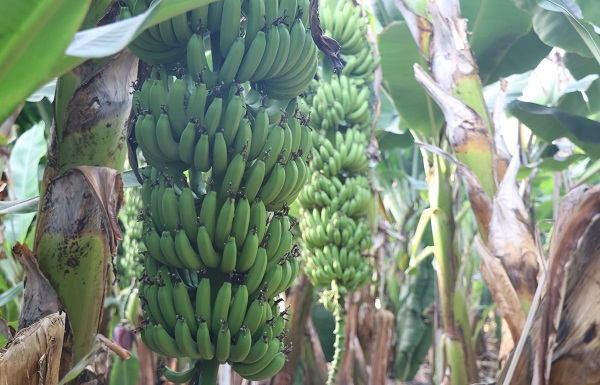 Foto - Yerli üretimin faydası | Et fiyatlarıyla yarışıyordu! 