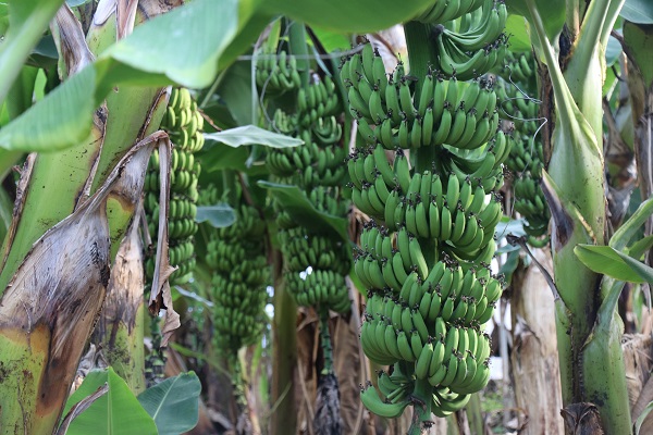 Foto - Yerli üretimin faydası | Et fiyatlarıyla yarışıyordu! 