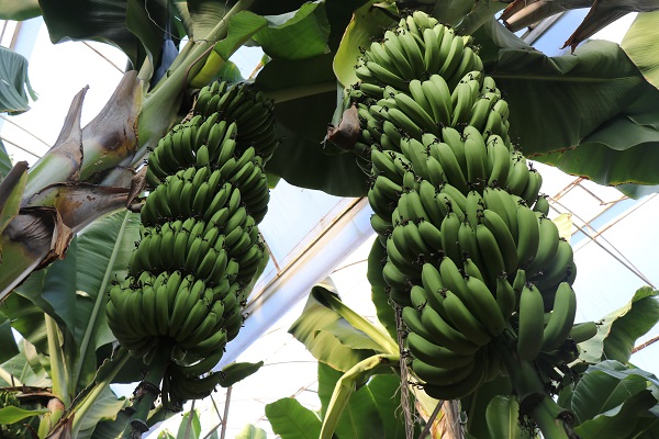 Foto - Yerli üretimin faydası | Et fiyatlarıyla yarışıyordu! 