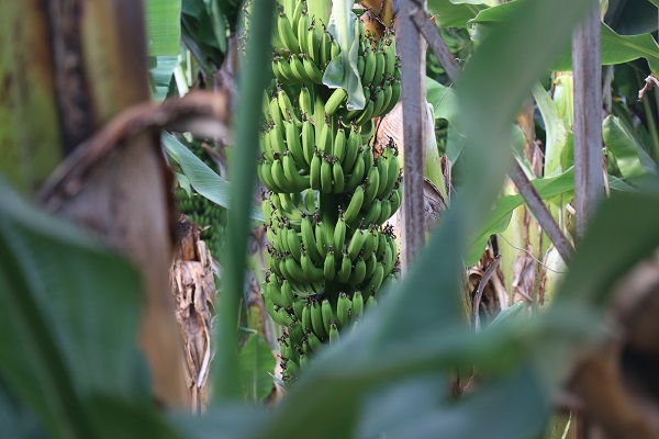 Foto - Yerli üretimin faydası | Et fiyatlarıyla yarışıyordu! 