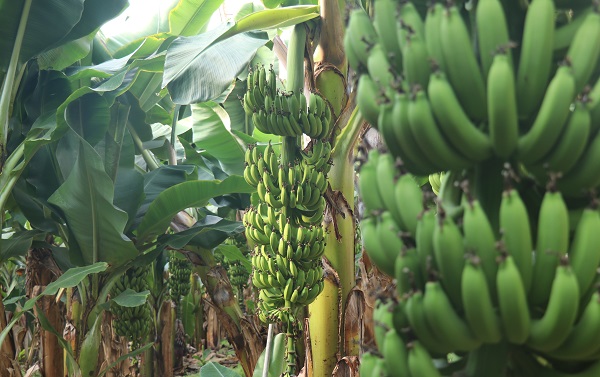 Foto - Yerli üretimin faydası | Et fiyatlarıyla yarışıyordu! 