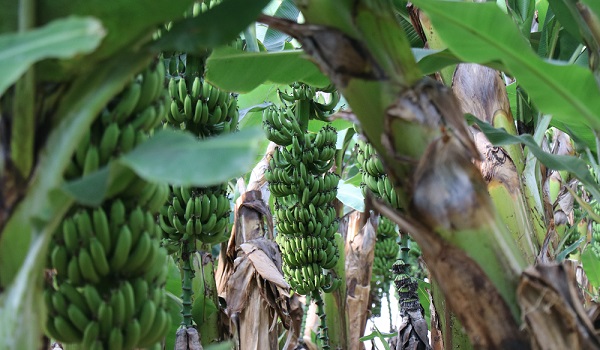 Yerli üretimin faydası | Et fiyatlarıyla yarışıyordu! 