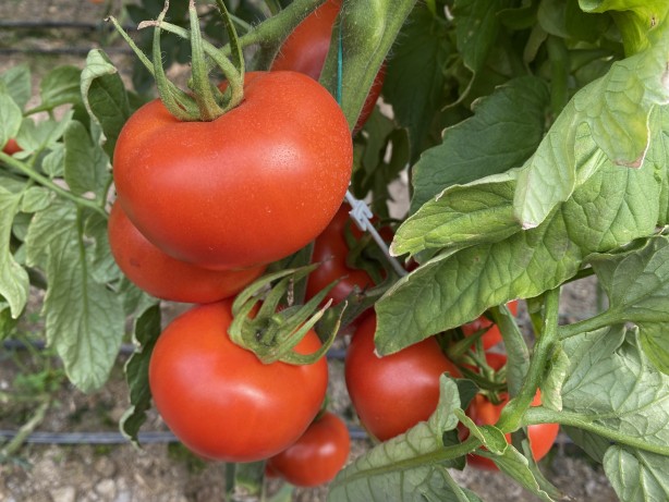 Yerli ve milli tohumdan üretildi! İnanılmaz bir verim elde edildi