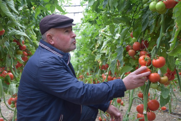 Foto - Yerli ve milli tohumdan üretildi! İnanılmaz bir verim elde edildi