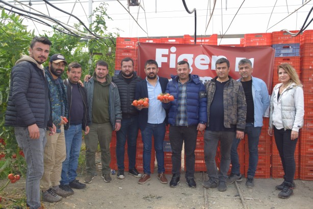 Foto - Yerli ve milli tohumdan üretildi! İnanılmaz bir verim elde edildi