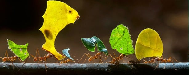 Foto - Yeryüzündeki karınca nüfusuyla ilgili yeni hesaplama yapıldı! İnsan beyninin tasavvur edemeyeceği bir rakam!