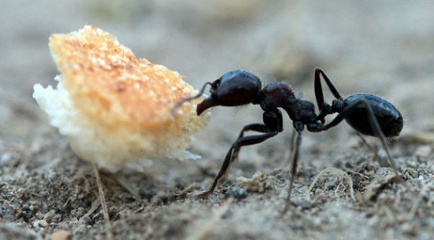 Foto - Yeryüzündeki karınca nüfusuyla ilgili yeni hesaplama yapıldı! İnsan beyninin tasavvur edemeyeceği bir rakam!