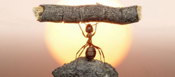 Foto - Yeryüzündeki karınca nüfusuyla ilgili yeni hesaplama yapıldı! İnsan beyninin tasavvur edemeyeceği bir rakam!