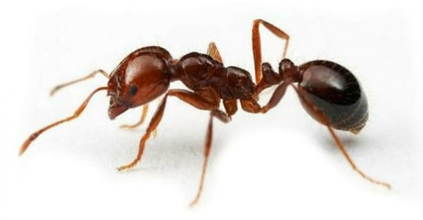 Yeryüzündeki karınca nüfusuyla ilgili yeni hesaplama yapıldı! İnsan beyninin tasavvur edemeyeceği bir rakam!