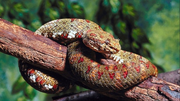 Foto - Yeryüzünün en ölümcül yılanlarıyla tanışın!