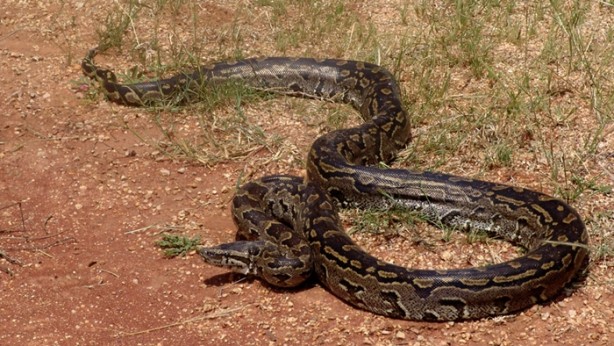 Foto - Yeryüzünün en ölümcül yılanlarıyla tanışın!