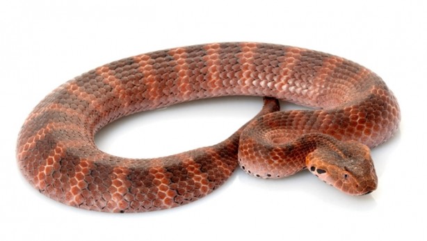 Foto - Yeryüzünün en ölümcül yılanlarıyla tanışın!