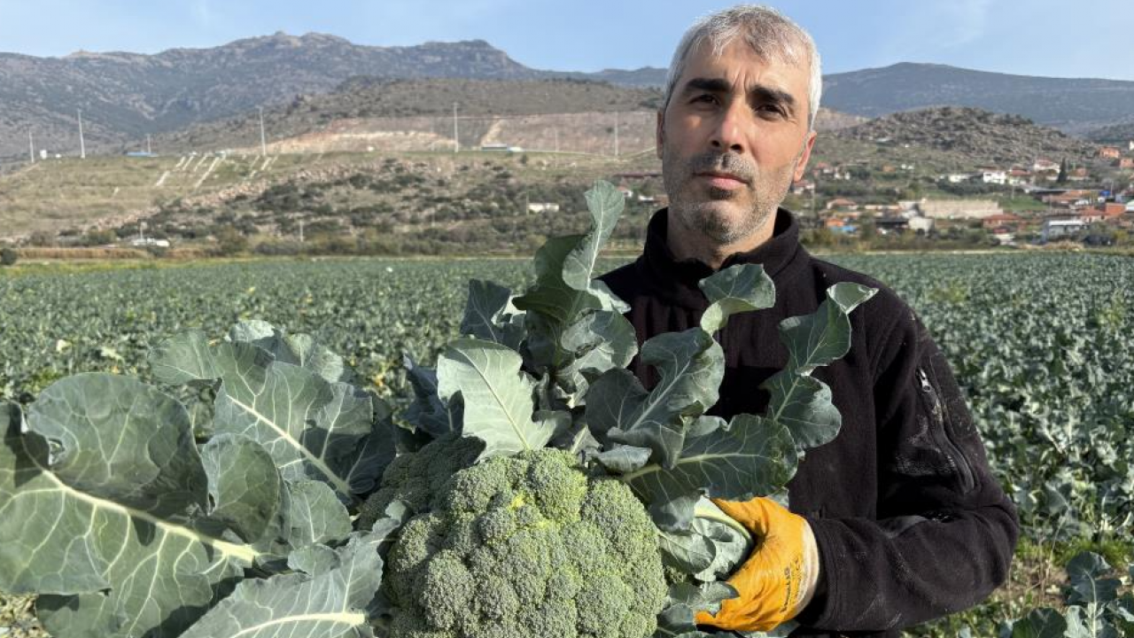 ‘Yeşil altın’ hasadı başladı: Tarlayla Pazar fiyatı arasındaki farka inanamayacaksınız