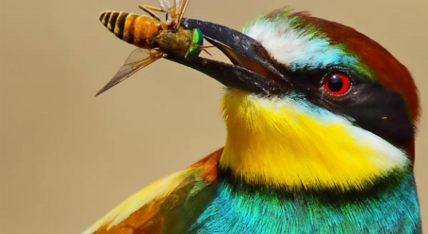 Foto - Yeşil arı kuşunun beslenme anı kameraya yansıdı