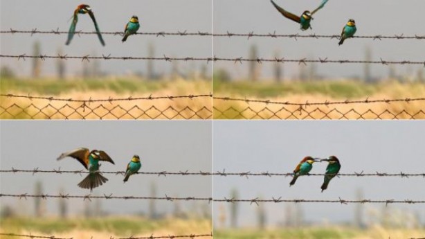 Foto - Yeşil arı kuşunun beslenme anı kameraya yansıdı