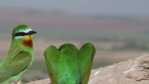Foto - Yeşil arı kuşunun beslenme anı kameraya yansıdı