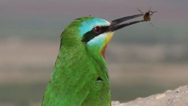 Yeşil arı kuşunun beslenme anı kameraya yansıdı
