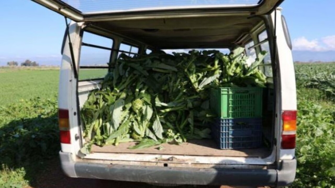 Foto - ‘Yeşil elmas’ diyorlar! Enginarın bilinmeyen faydaları açıklandı