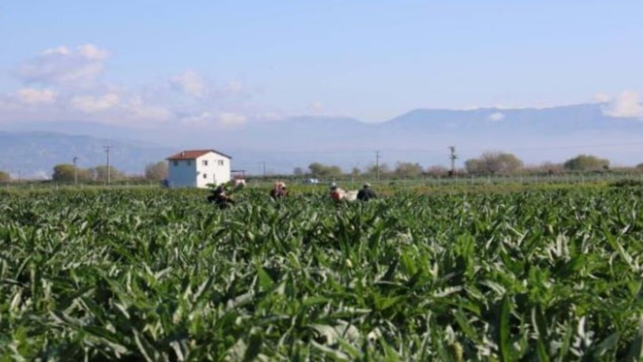 Foto - ‘Yeşil elmas’ diyorlar! Enginarın bilinmeyen faydaları açıklandı