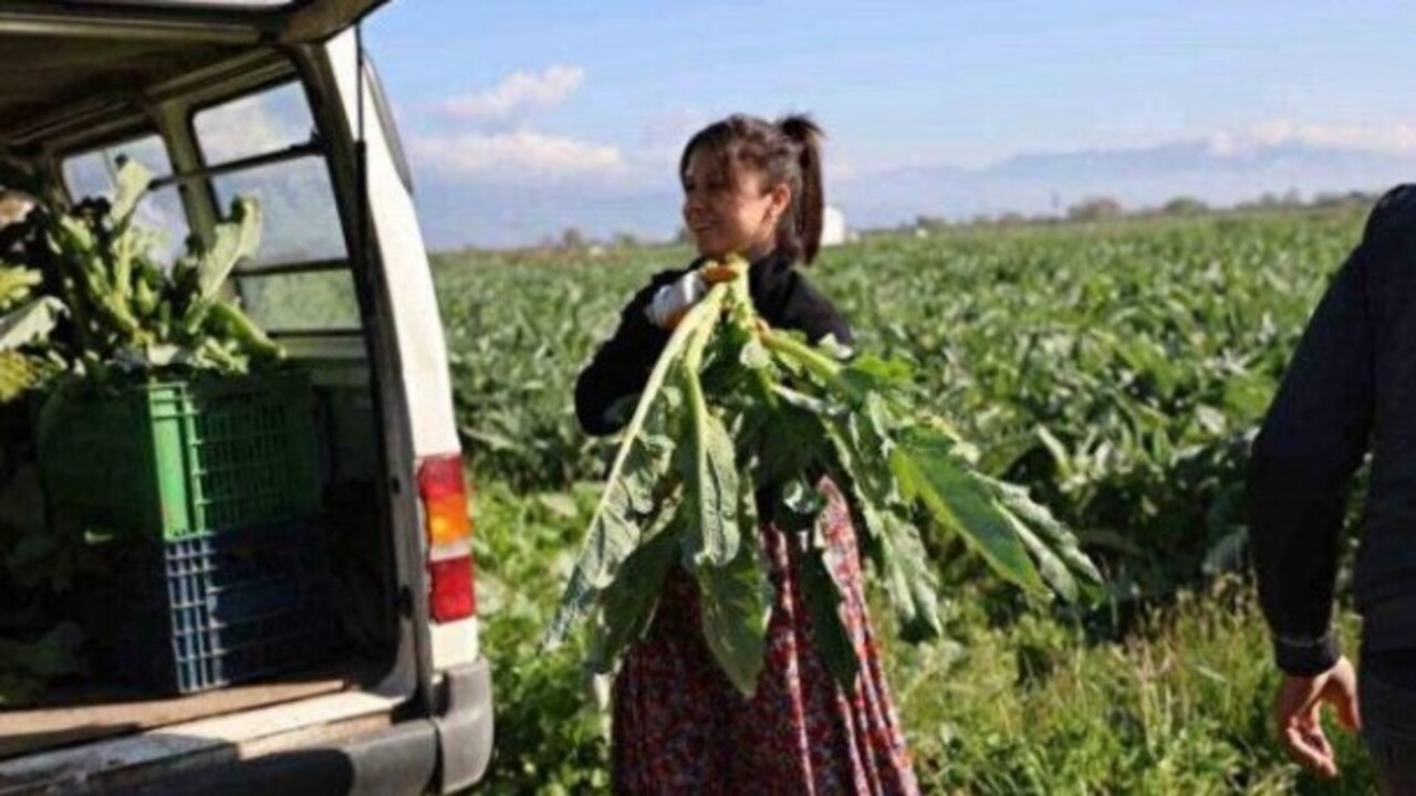 Foto - ‘Yeşil elmas’ diyorlar! Enginarın bilinmeyen faydaları açıklandı