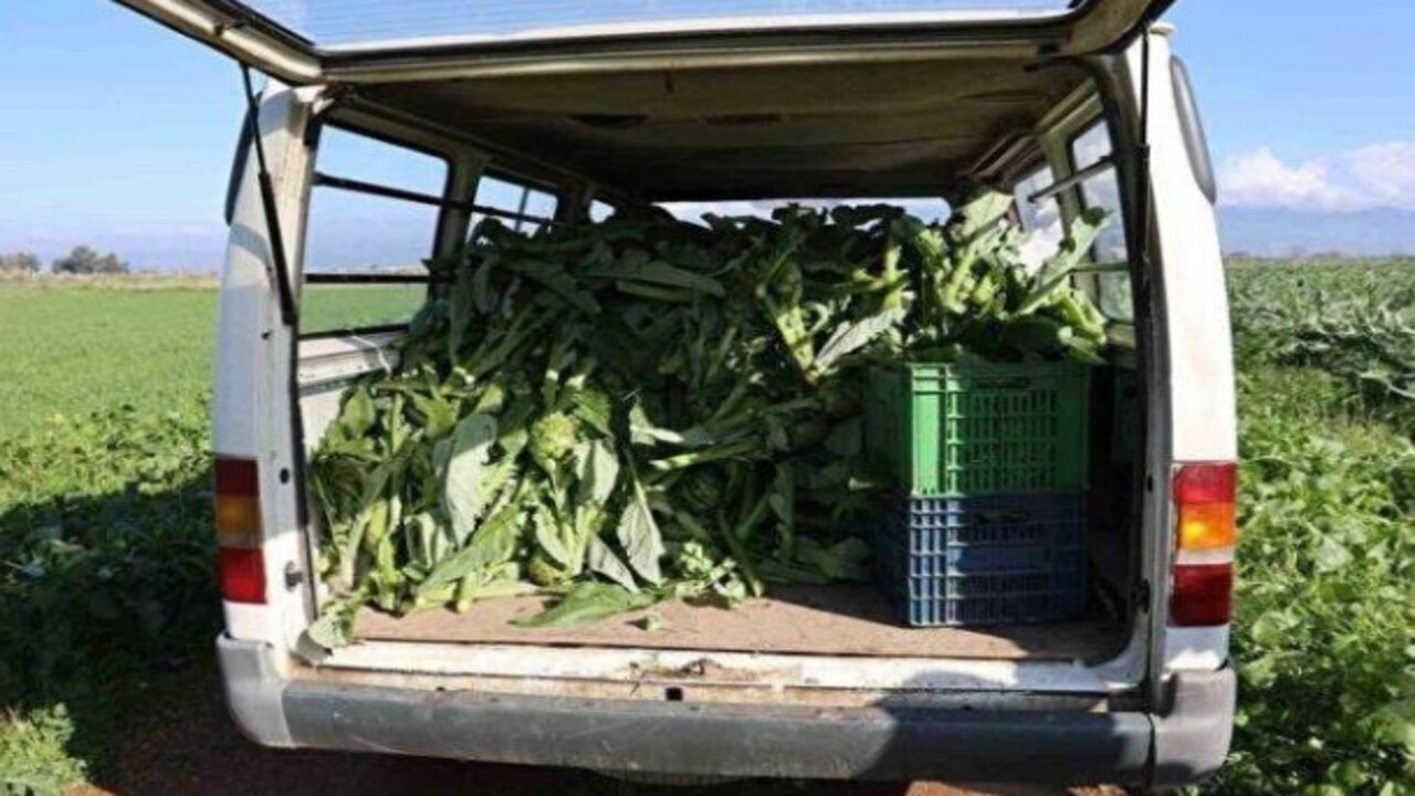 Foto - ‘Yeşil elmas’ diyorlar! Enginarın bilinmeyen faydaları açıklandı