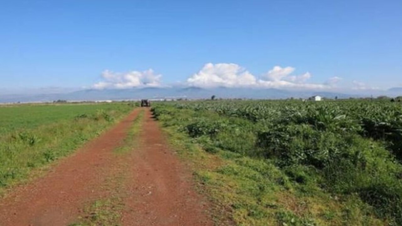 Foto - ‘Yeşil elmas’ diyorlar! Enginarın bilinmeyen faydaları açıklandı