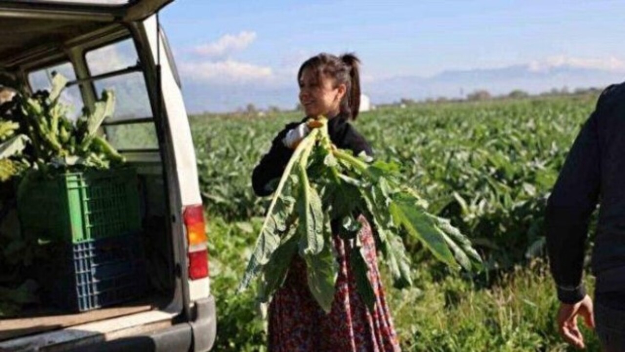 ‘Yeşil elmas’ diyorlar! Enginarın bilinmeyen faydaları açıklandı