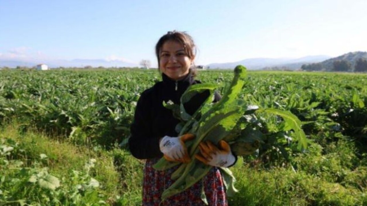 Foto - ‘Yeşil elmas’ diyorlar! Enginarın bilinmeyen faydaları açıklandı