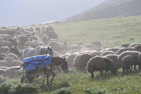 Foto - Yeşil ve beyazın buluştuğu nokta: Şırnak