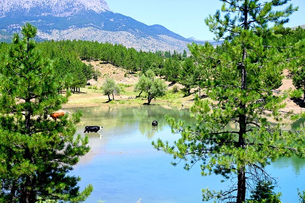 Foto - Yeşil ve mavinin buluşma noktası: Gökçehüyük Göleti