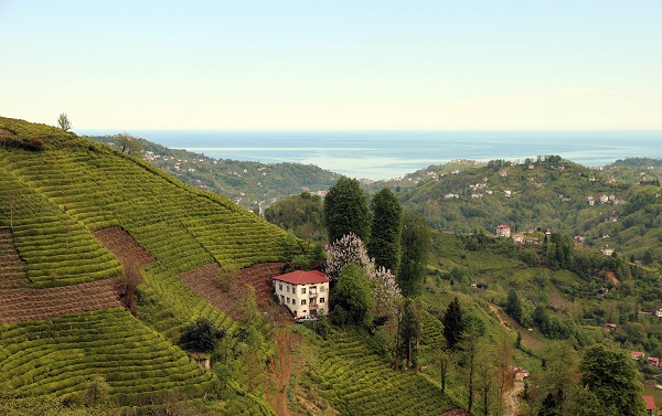 Yeşil ve mavinin buluştuğu nokta: Rize