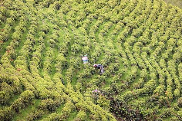 Foto - Yeşil ve mavinin buluştuğu nokta: Rize