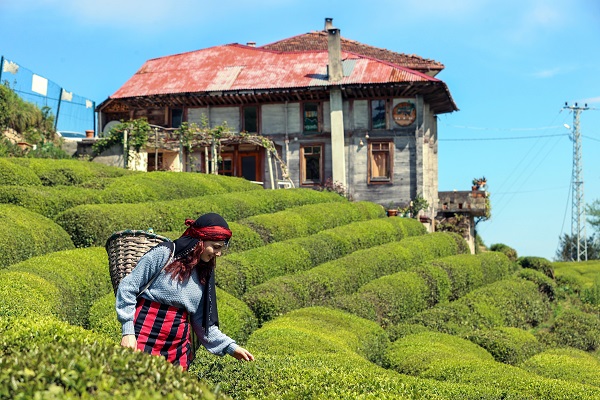 Foto - Yeşil ve mavinin buluştuğu nokta: Rize