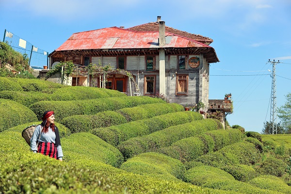 Foto - Yeşil ve mavinin buluştuğu nokta: Rize
