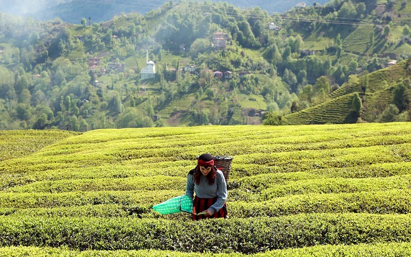 Foto - Yeşil ve mavinin buluştuğu nokta: Rize