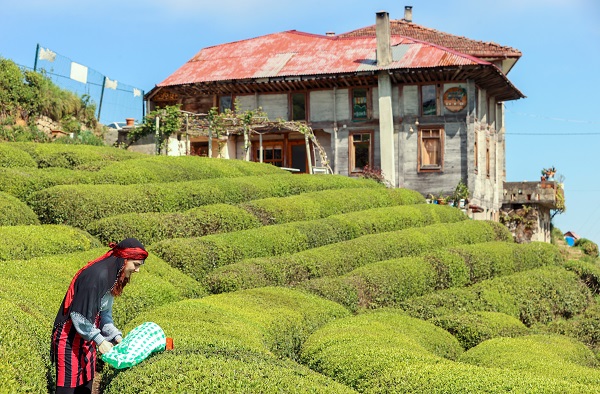 Foto - Yeşil ve mavinin buluştuğu nokta: Rize