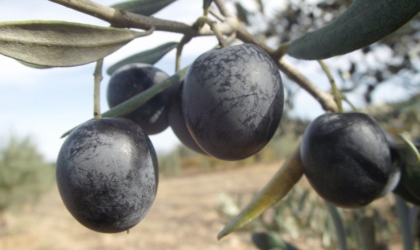 Foto - Yeşil zeytin mi, Siyah zeytin mi ? Sağlıklı olan hangisi