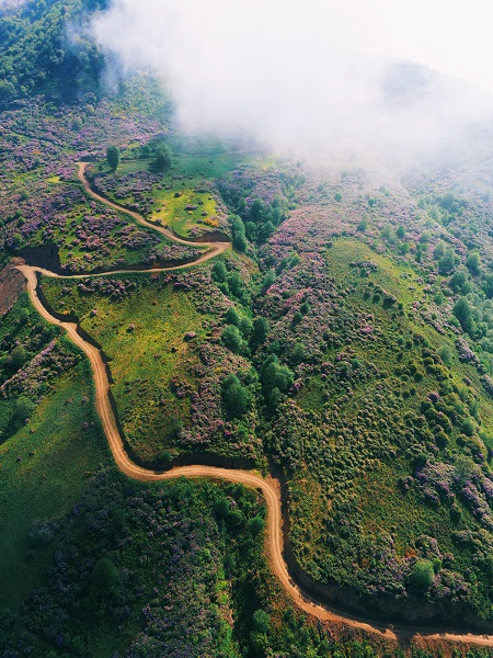 Foto - Yeşilin en güzel hali