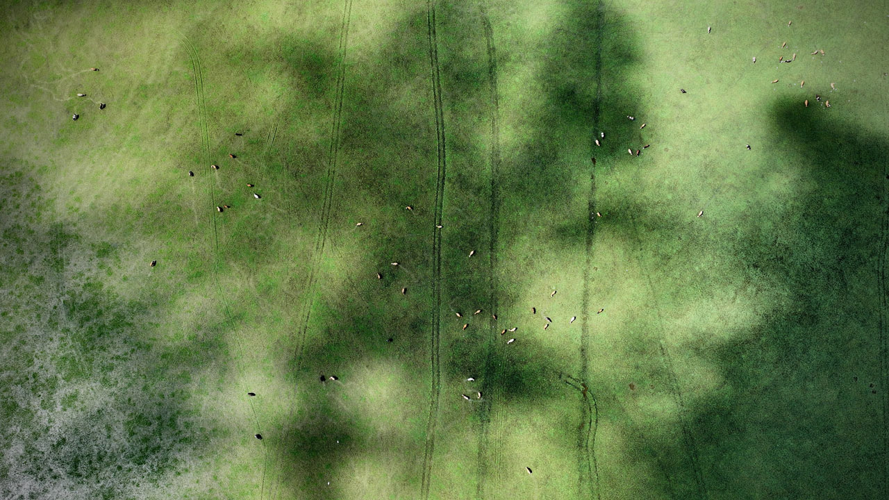 Foto - Yeşilin her tonu burada! Kızılırmak Deltası büyüledi