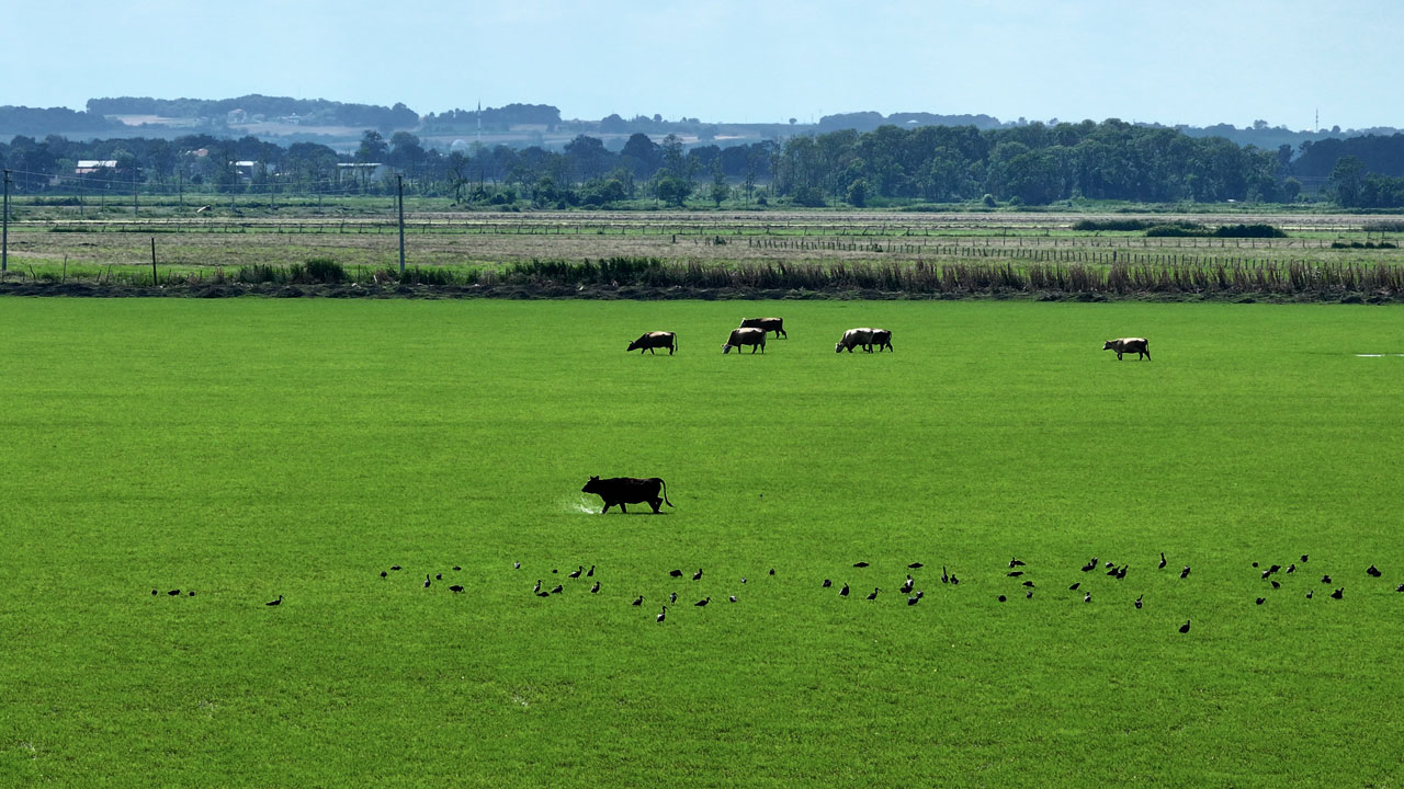 Foto - Yeşilin her tonu burada! Kızılırmak Deltası büyüledi
