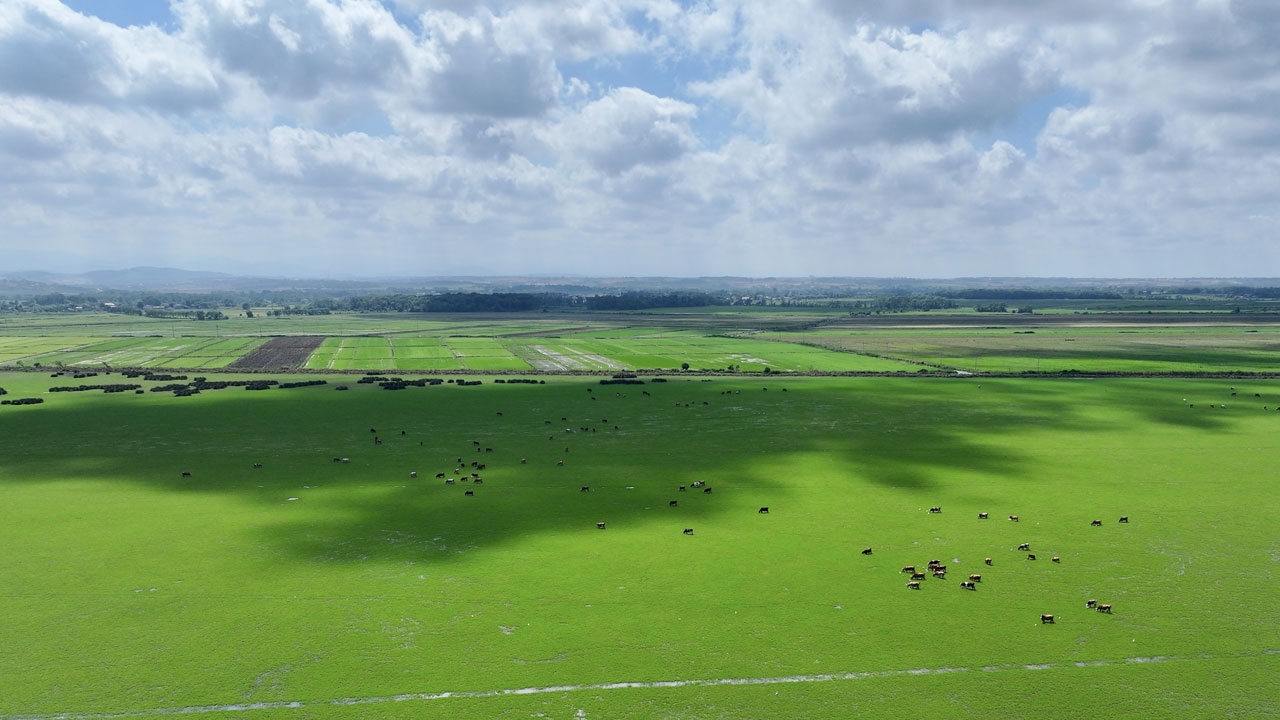 Foto - Yeşilin her tonu burada! Kızılırmak Deltası büyüledi