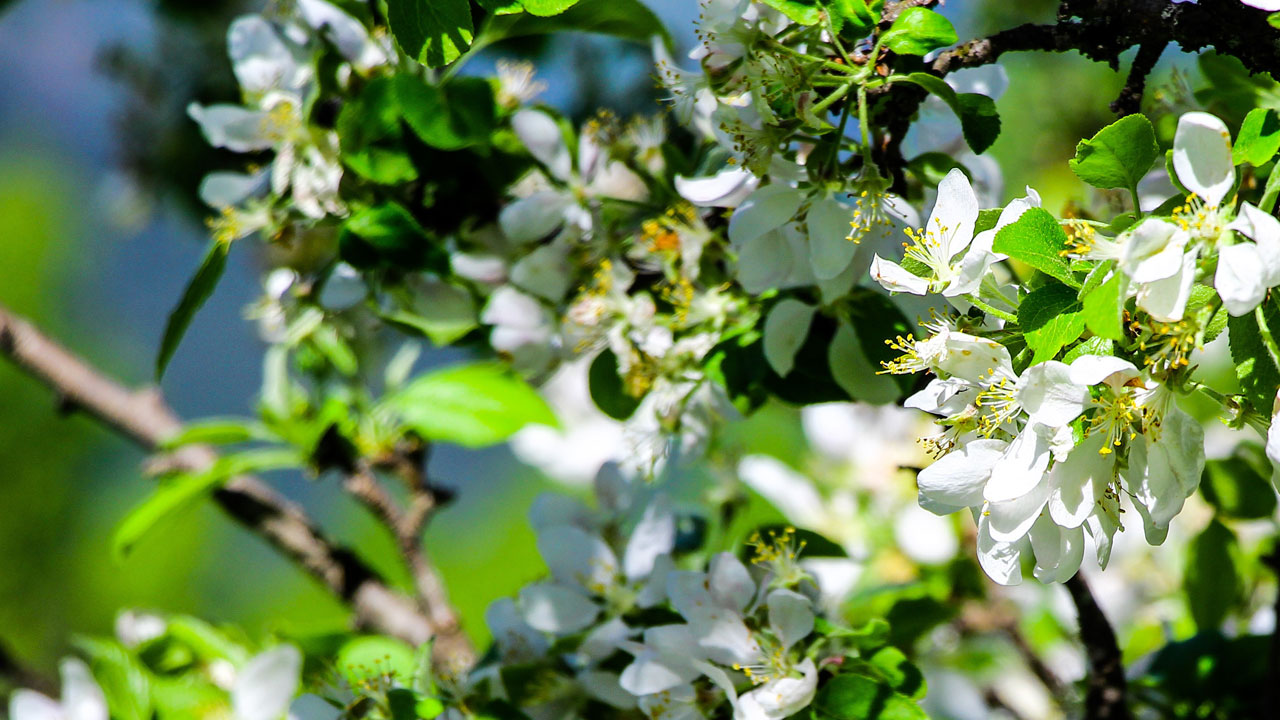 Foto - Yeşilin kalbine yolculuk! Sakin Şehir Şavşat kartpostalları kıskandırdı