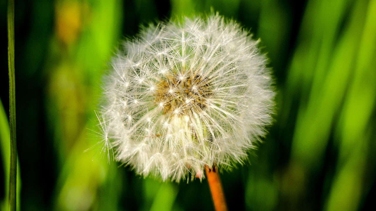 Yeşilin kalbine yolculuk! Sakin Şehir Şavşat kartpostalları kıskandırdı