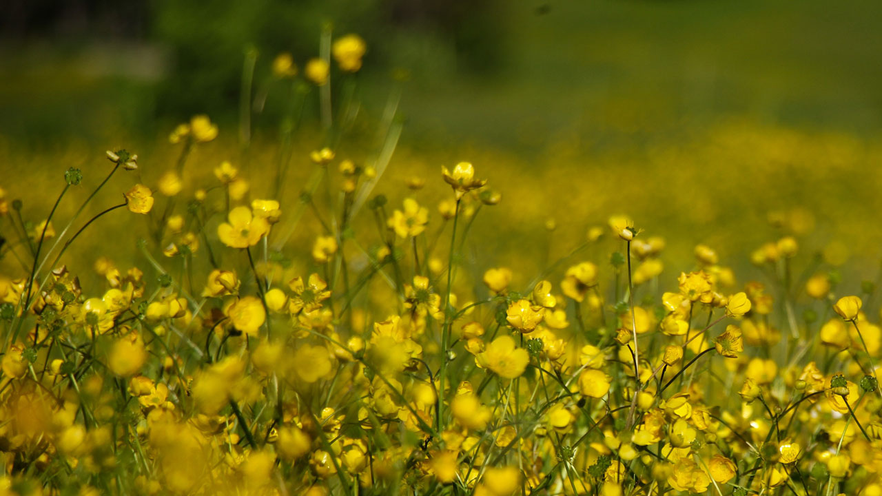 Foto - Yeşilin kalbine yolculuk! Sakin Şehir Şavşat kartpostalları kıskandırdı