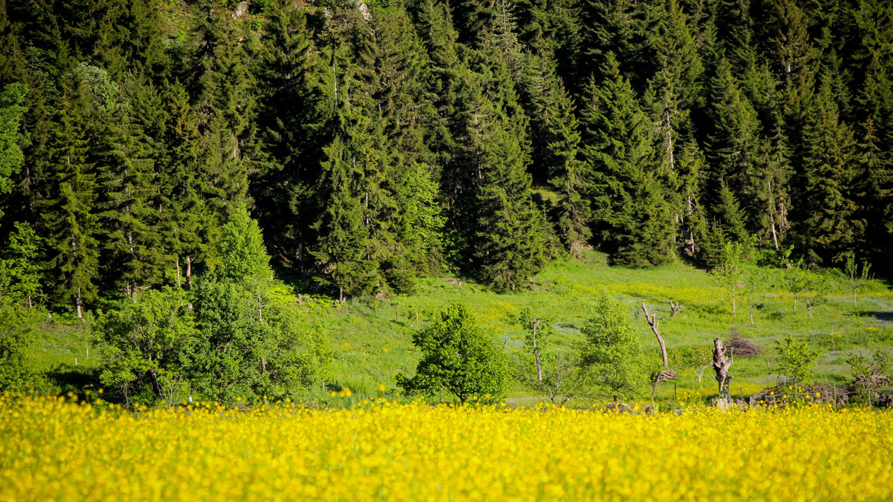 Foto - Yeşilin kalbine yolculuk! Sakin Şehir Şavşat kartpostalları kıskandırdı