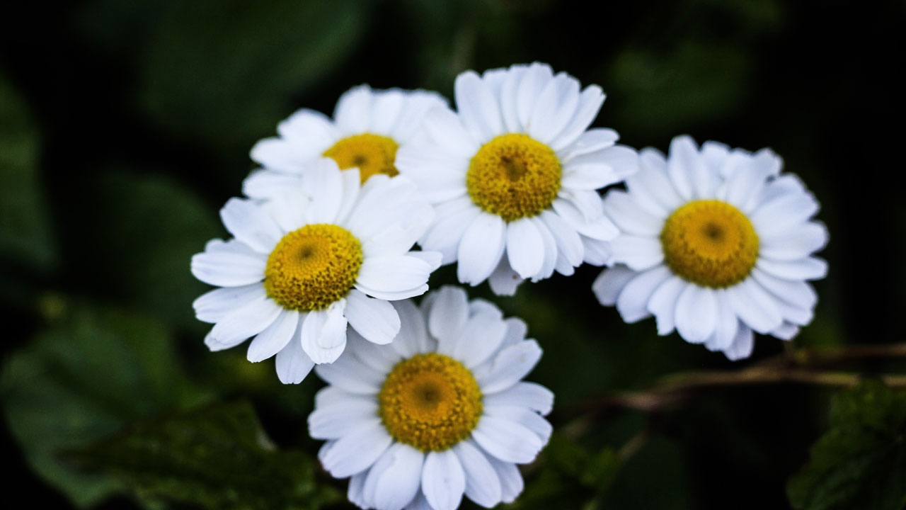 Foto - Yeşilin kalbine yolculuk! Sakin Şehir Şavşat kartpostalları kıskandırdı