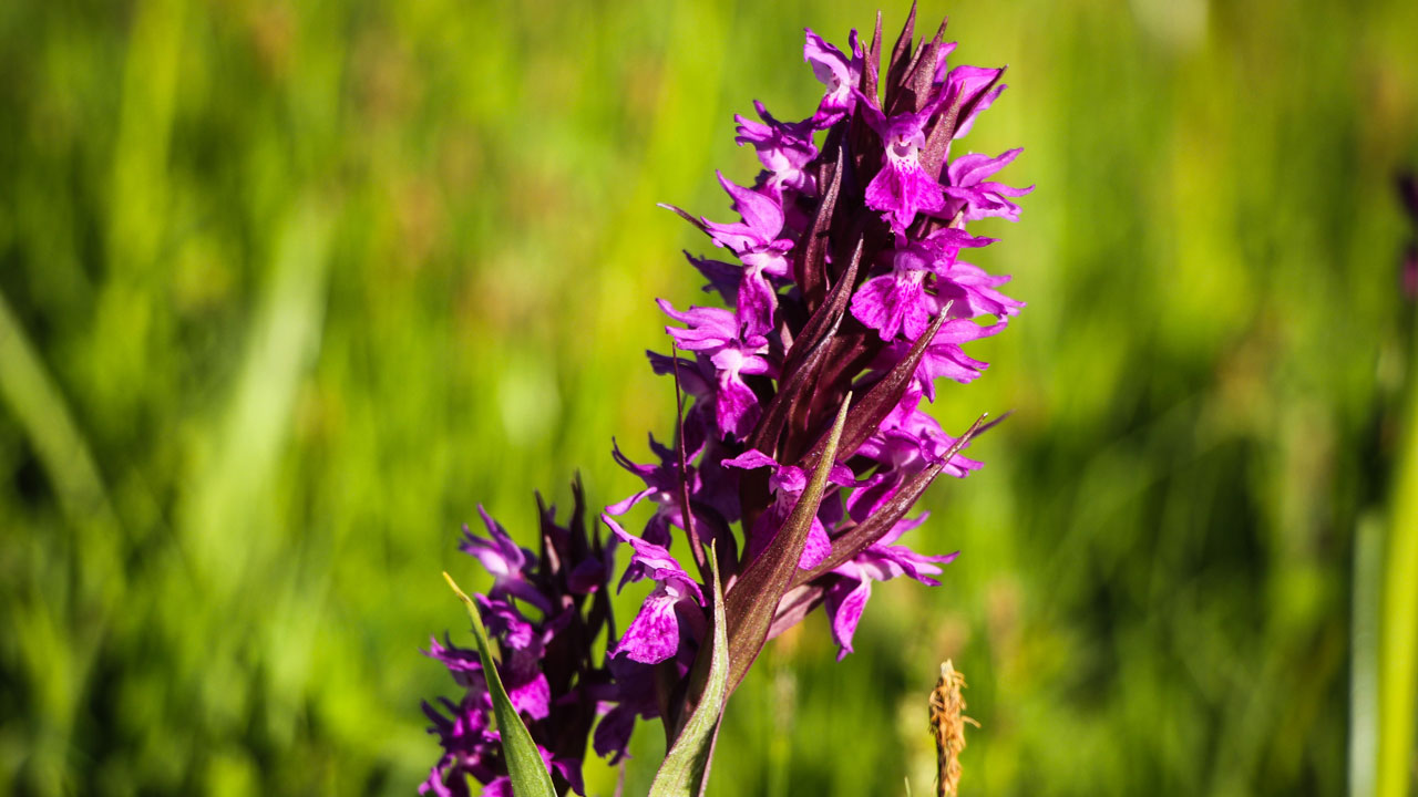 Foto - Yeşilin kalbine yolculuk! Sakin Şehir Şavşat kartpostalları kıskandırdı