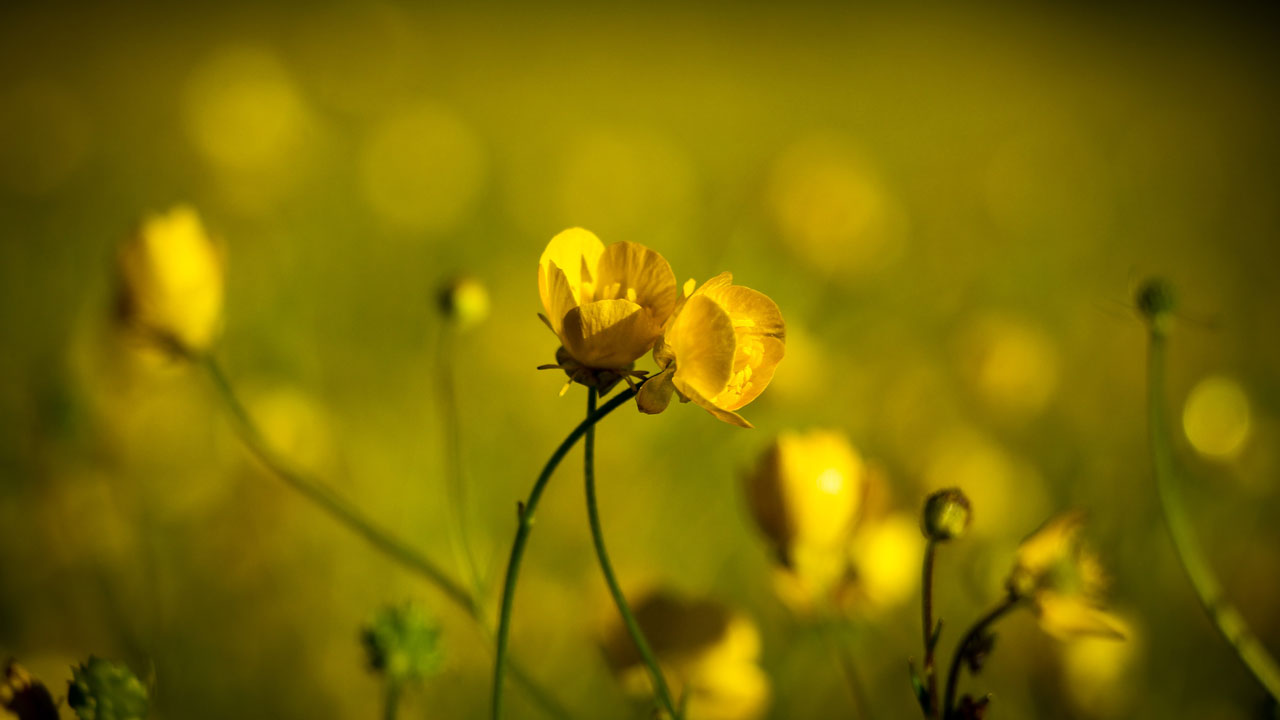 Foto - Yeşilin kalbine yolculuk! Sakin Şehir Şavşat kartpostalları kıskandırdı