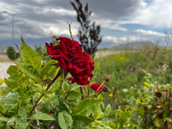 Foto - Yeşilin tonları göz kamaştırdı